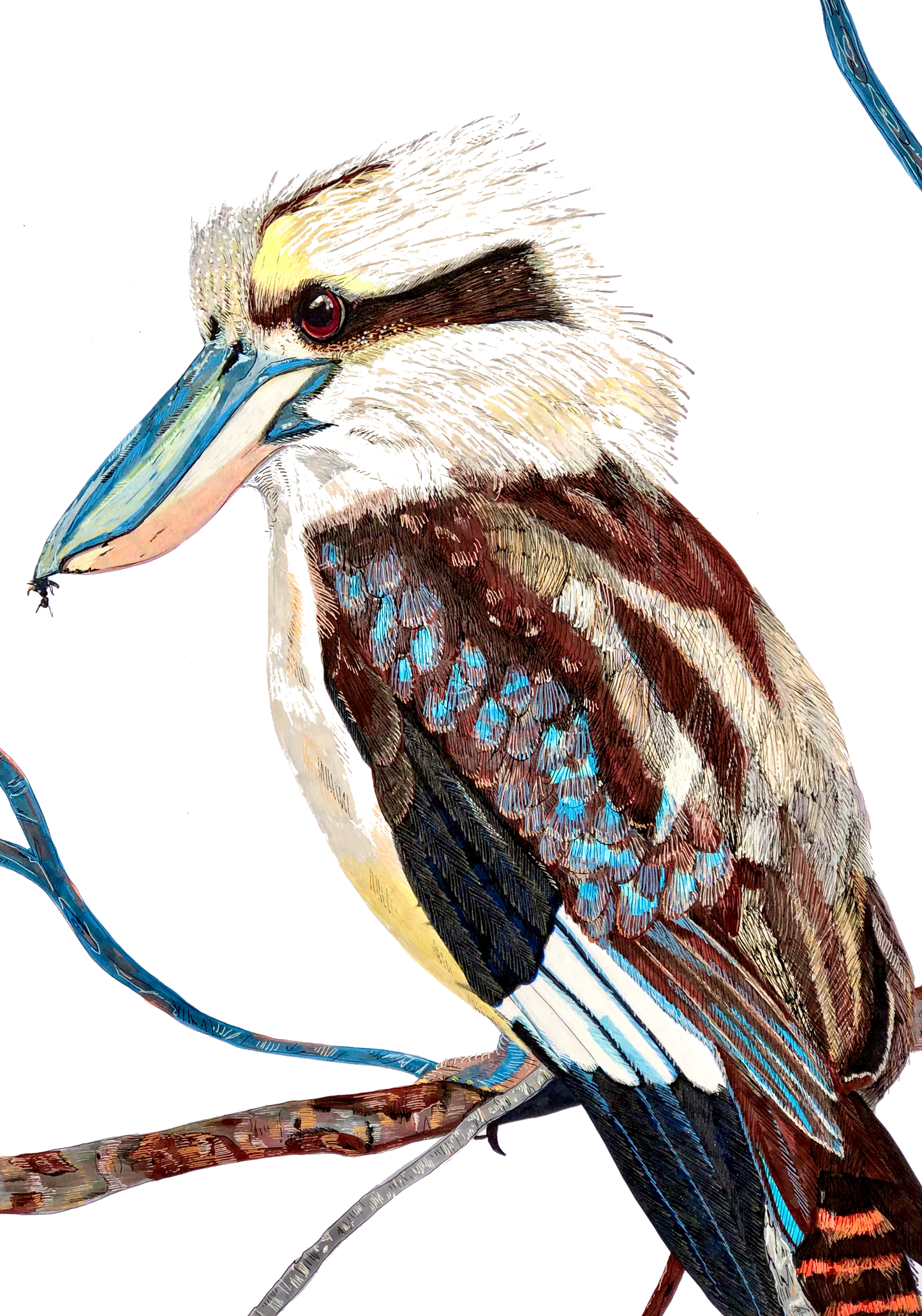 Australian Animal Series - Kookaburra